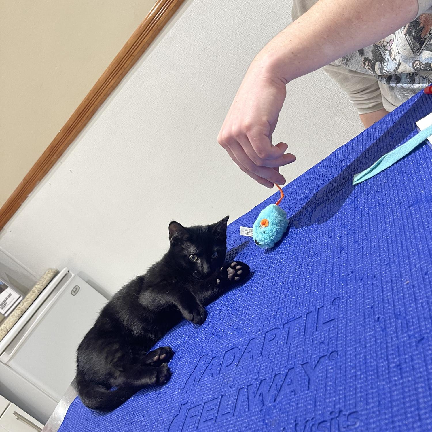 We adopted this lil guy.
Detective Adam Driver Hadestown aka Kylo