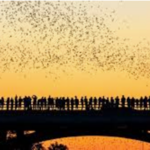 The Bat Bridge or Bat Boat