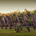 Davesté Vineyards