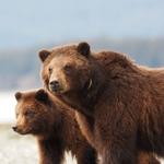 Bear Viewing Excursion