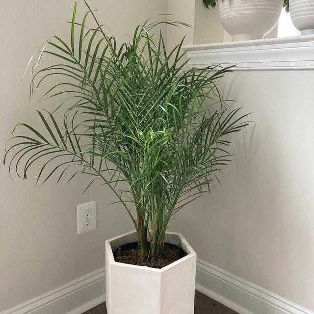 Pygmy Date Palm