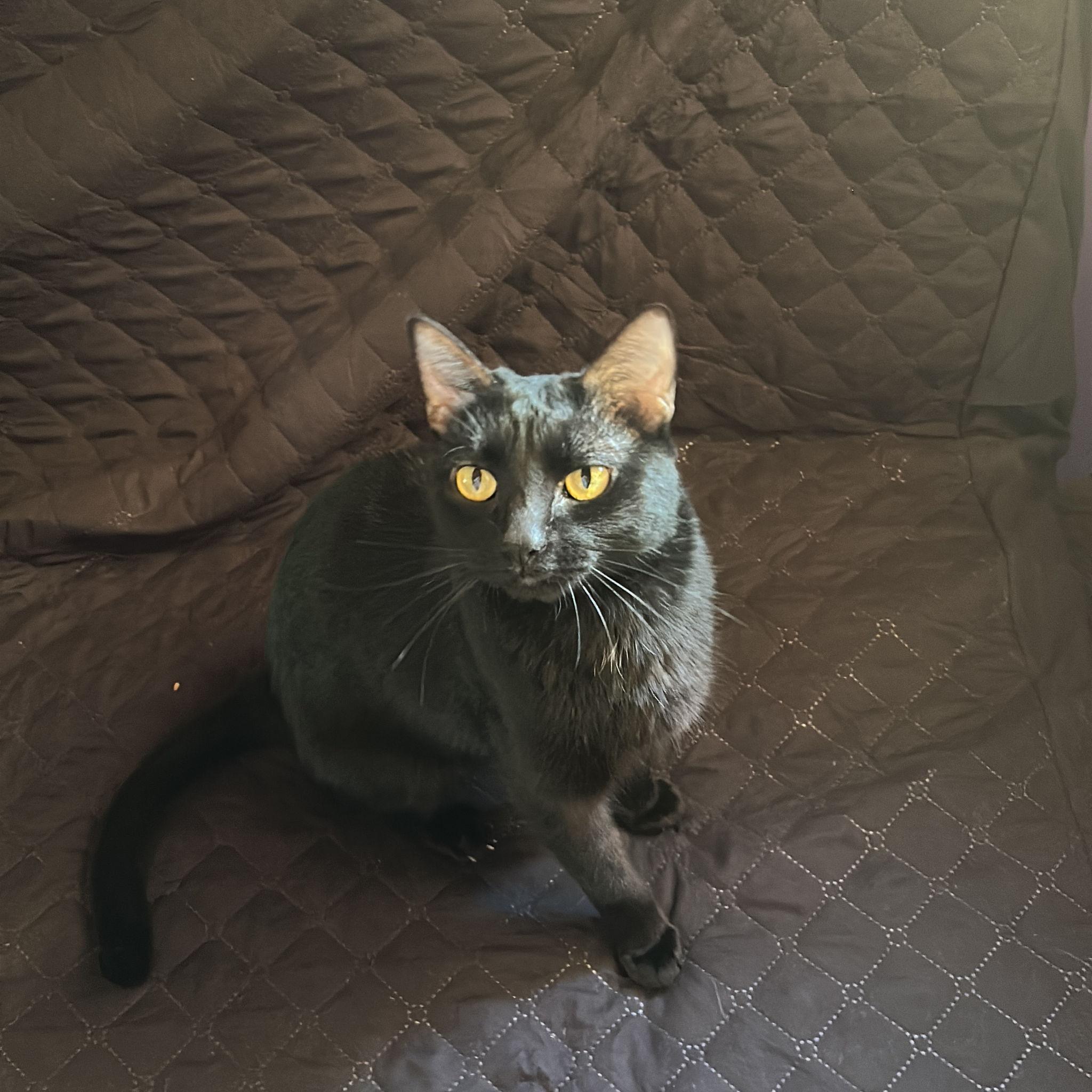 Rufina, nuestra gatihija♥️