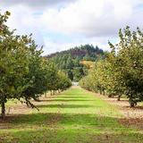 Dorris Ranch