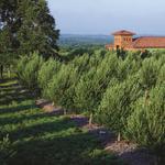 Texas Hill Country Olive Co.