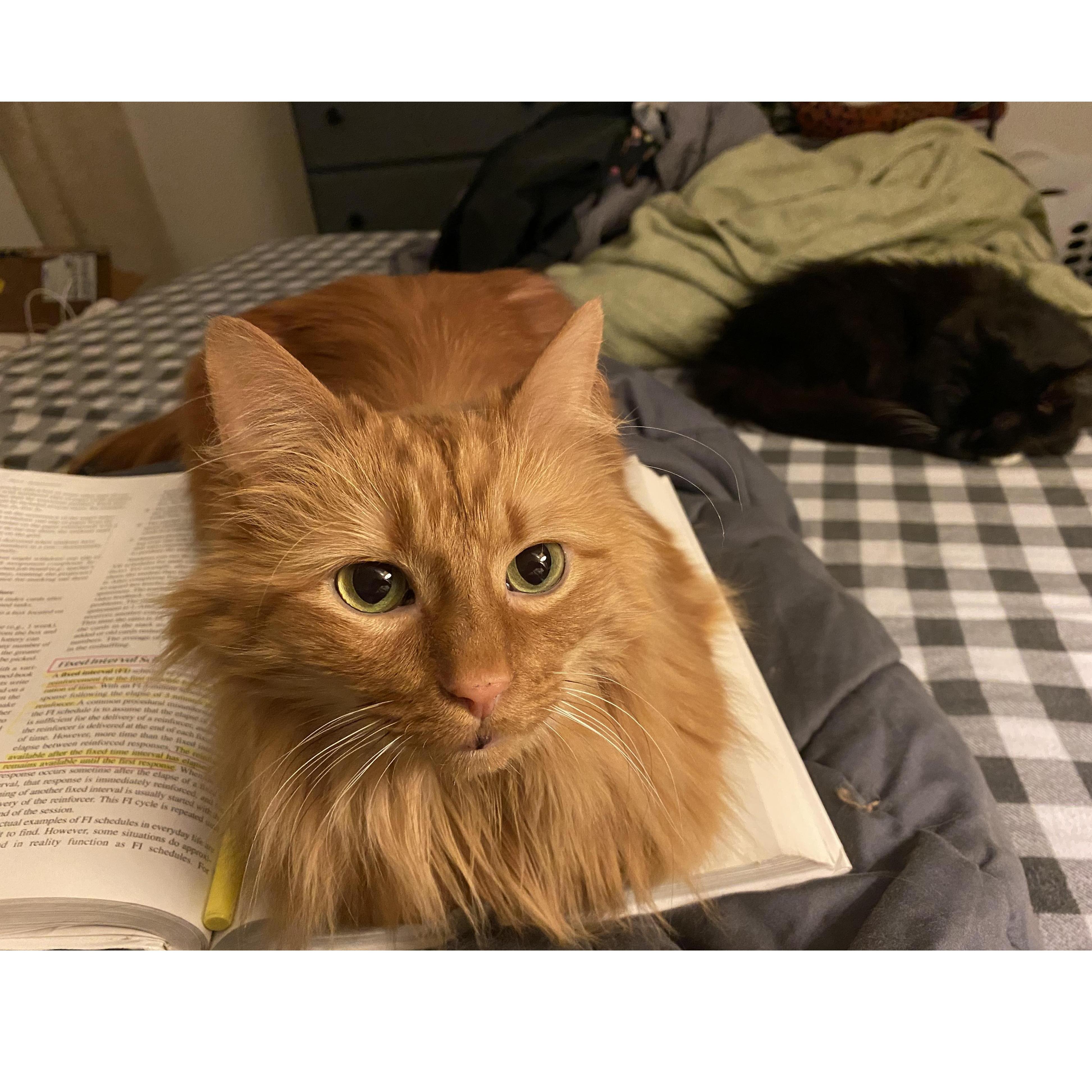 Ashley's kitty cat study group!