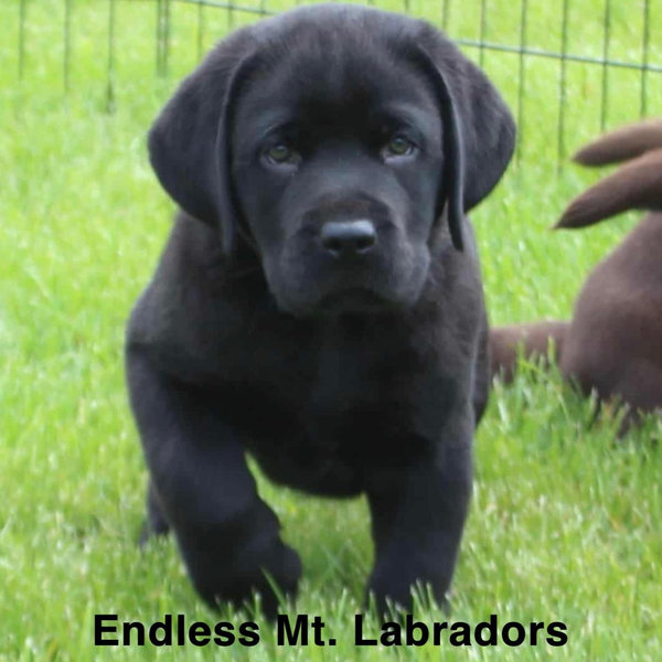 Our Future Puppy Fund