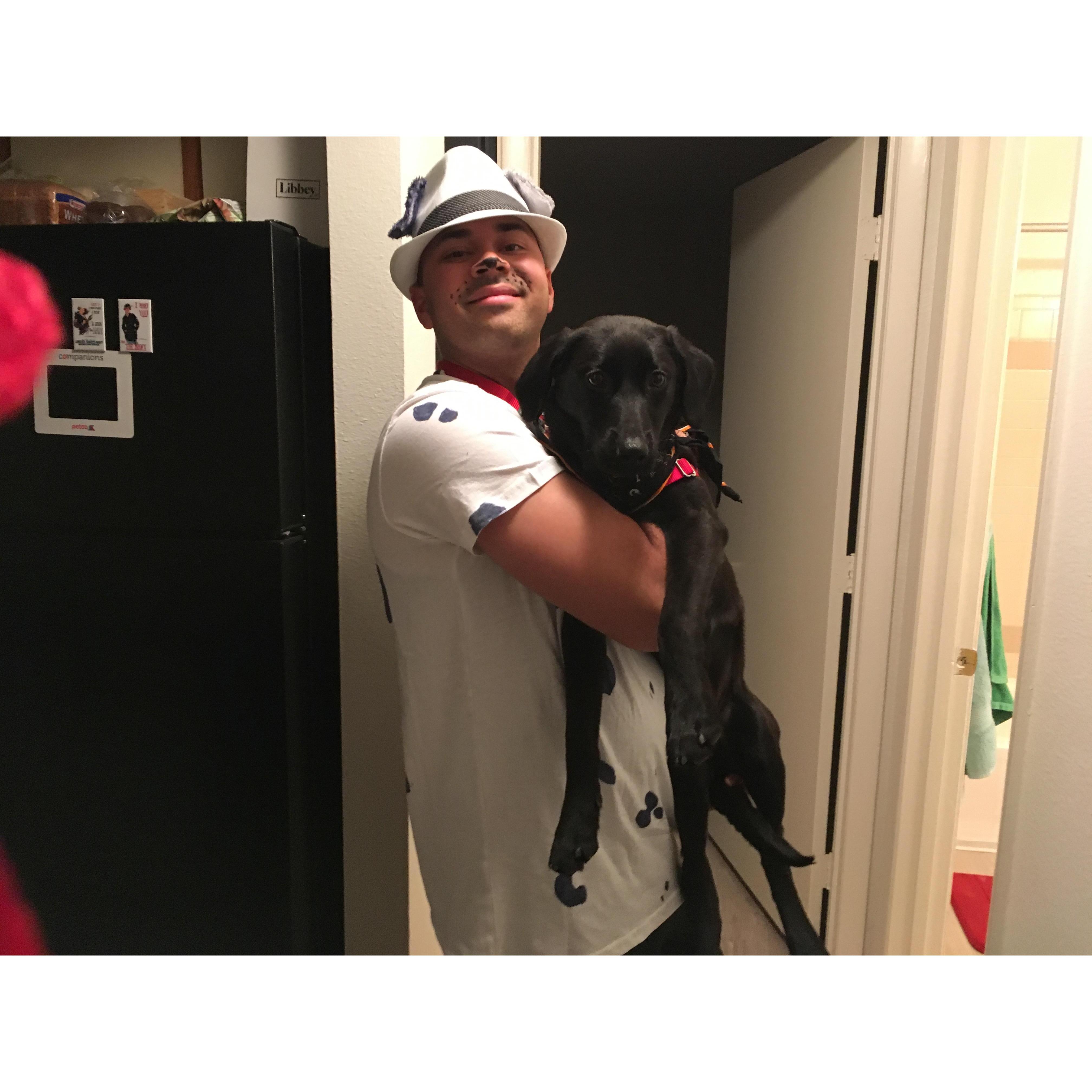 Halloween 2016. Cruella *not in pic* a Dalmatian, and a Dalmatian disguised as a Labrador.