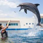 Marineland Dolphin Adventure