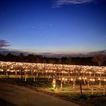 Kiepersol Winery, Tasting Room & Vineyard