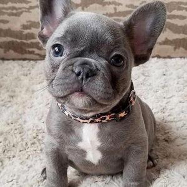 2nd dog