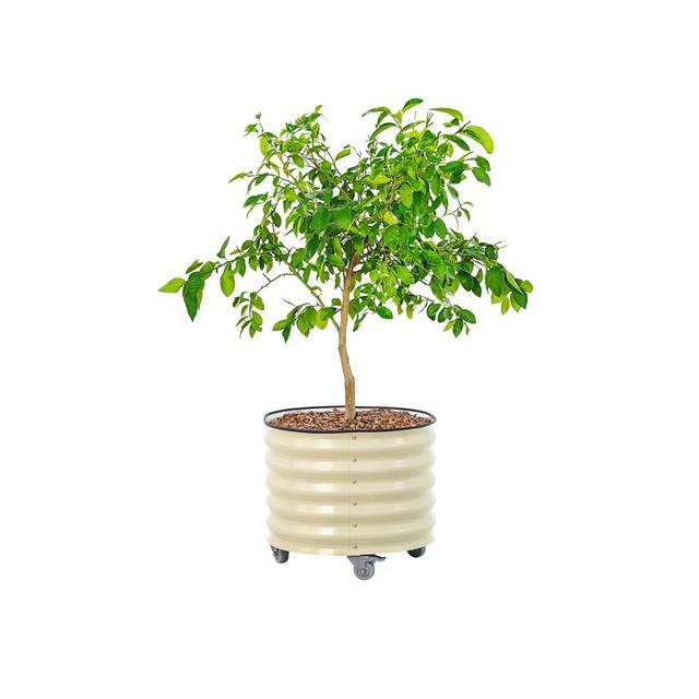 Rolling Metal Citrus Tree Planter Pot, 24″ Round Planter Box for Porch Patio & Backyard, 30 Gallon Large Planter Pot with Wheels for Growing Olive Trees Tomatoes Vegetables and Flowers, Pearl White
