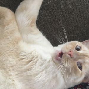 Calcifer's Catnip Stash