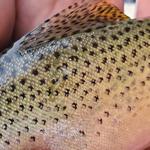 Fly Fishing