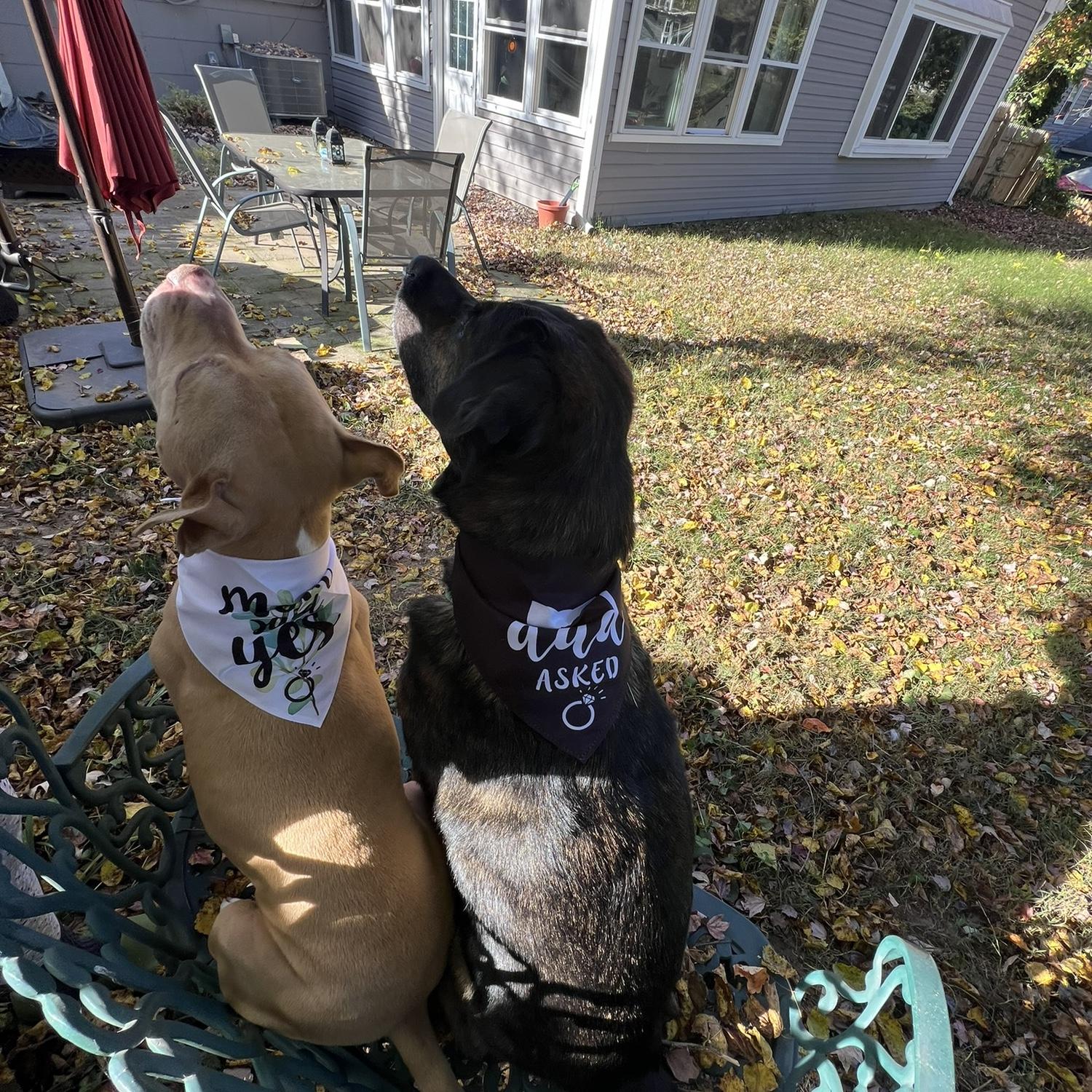 The pups celebrating our engagement!