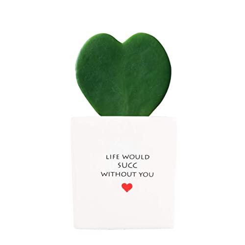 Costa Farms Live Heart Hoya Kerrii Succulent-Like Plant, Life Ceramic, White