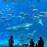 Georgia Aquarium