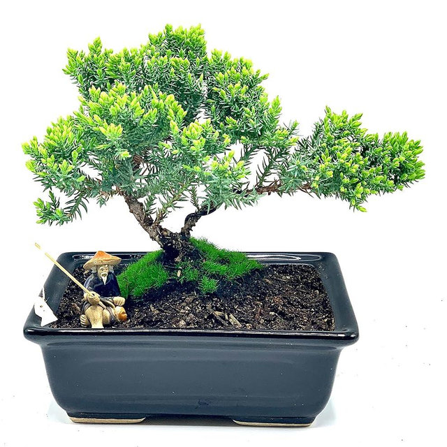 Live Dwarf Juniper Bonsai Tree About 6 Years Old with Cute Ceramic Fisherman | Juniper Bonsai Tree | Indoor/Outdoor | 100% Handcrafted| Home and Office Décor | Best Gift for Holiday