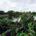 Wakodahatchee Wetlands