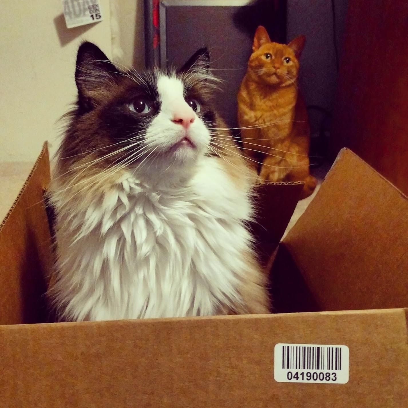 Leo and Truman, our first kitties together.