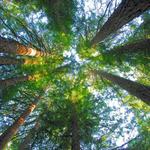 Reinhardt Redwood Regional Park