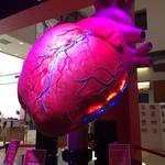The Health Museum