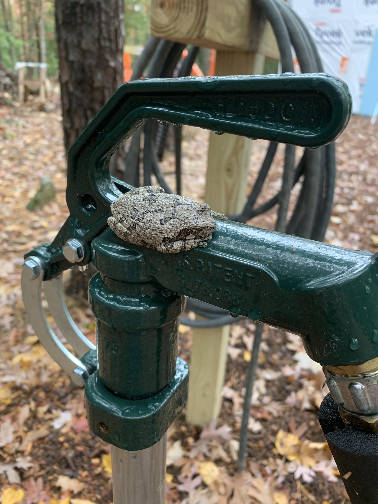 Northeast Tree Frog