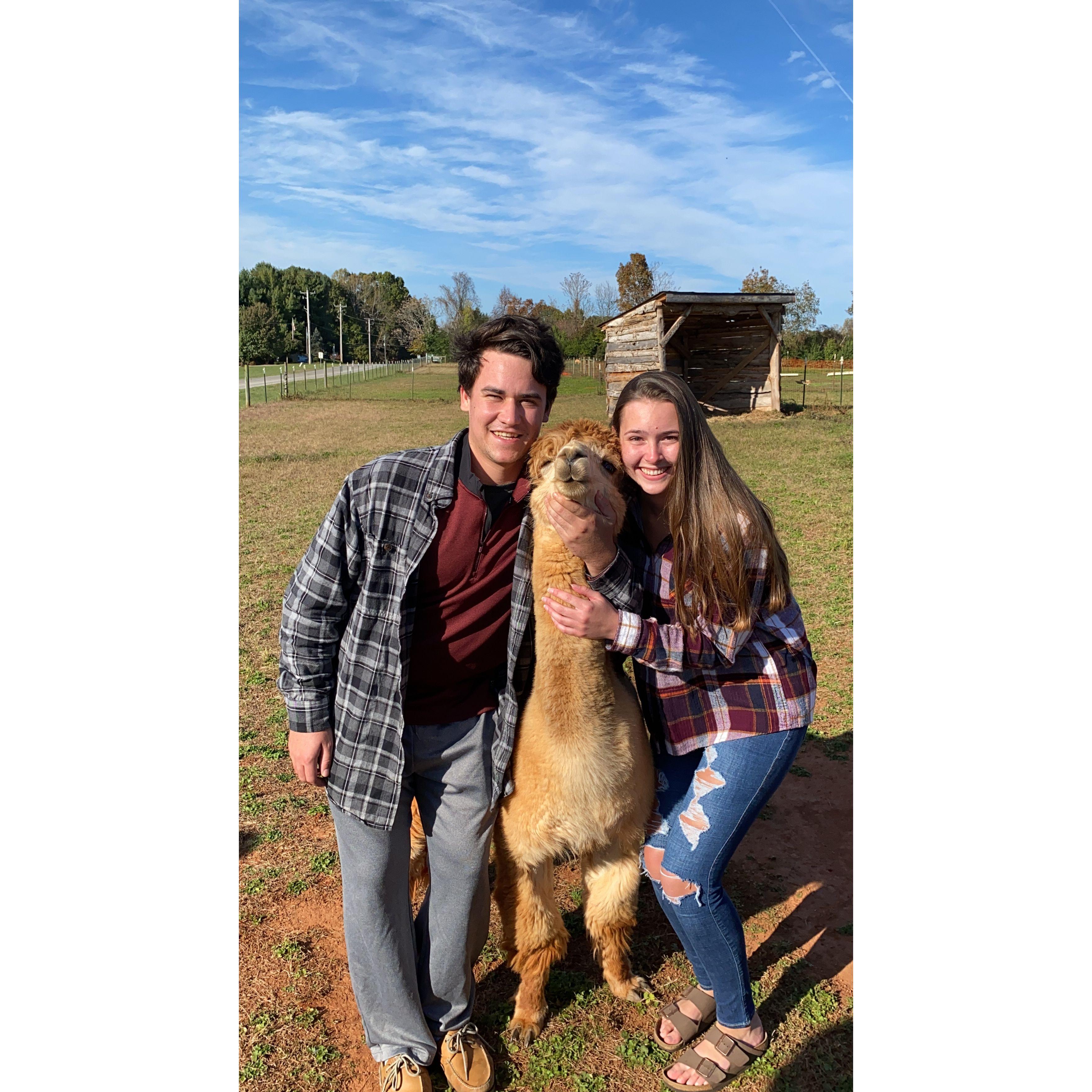 October 18, 2020: Smith Mountain Lake alpaca farm