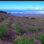 Ali'i Kula Lavender Farm