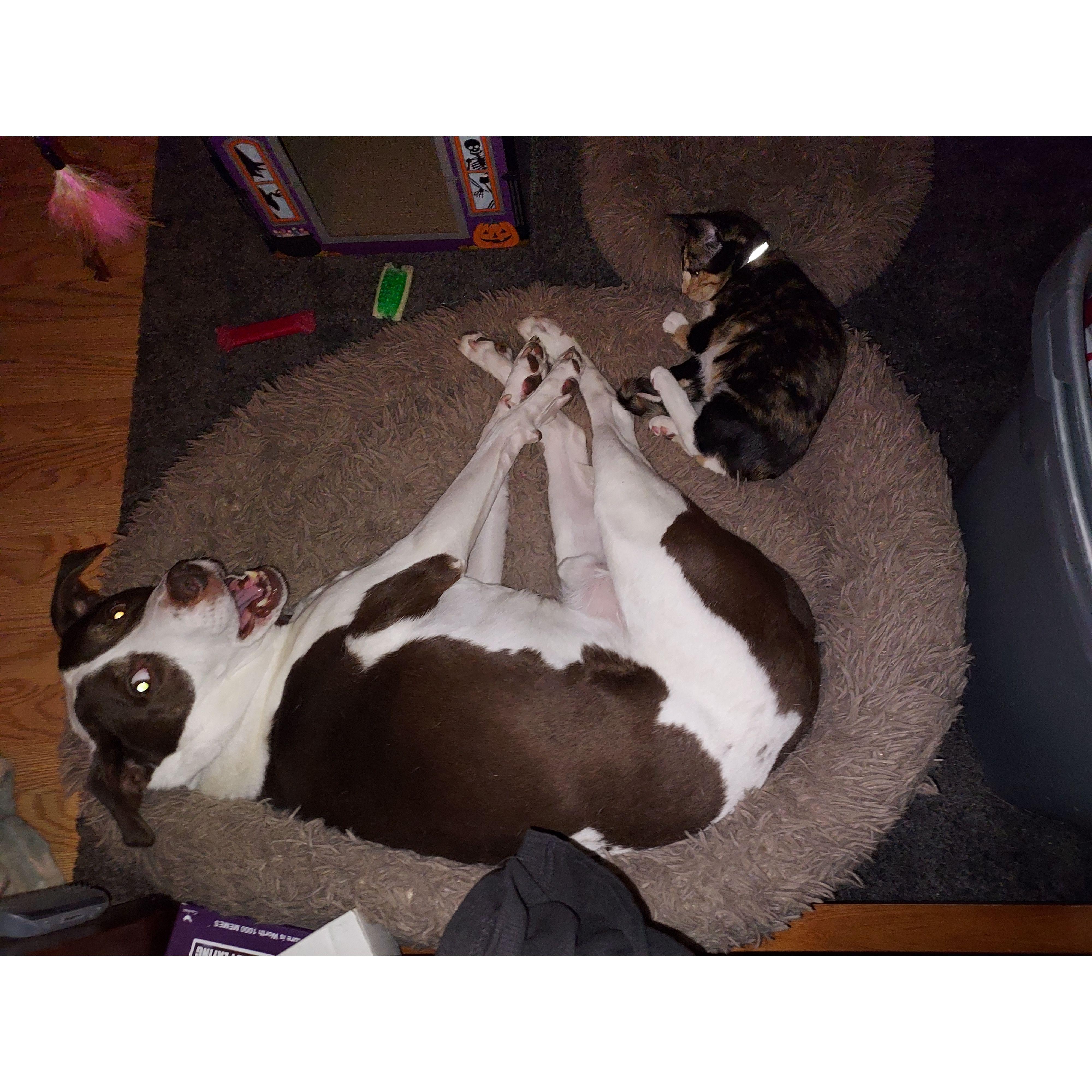 The two fur balls Riot Winchester and Cassini