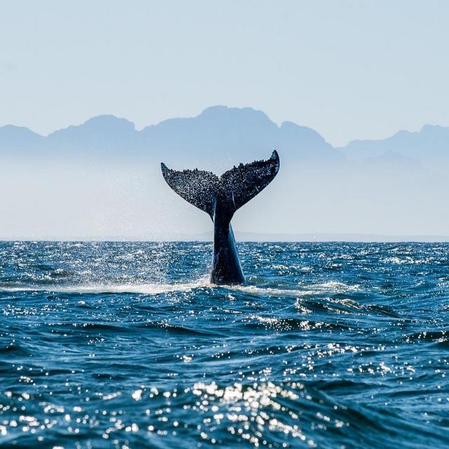 Victoria, BC Whale Watching and Wildlife Tour