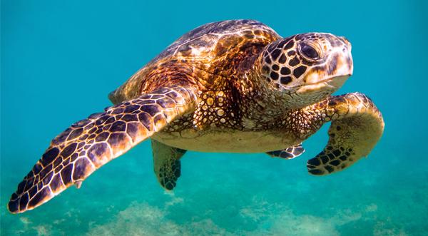 The Wedding Website of Amber McCurry and Satvik Nandagudi 