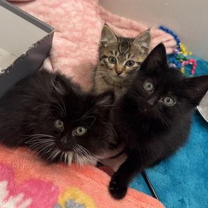 Donation to CatCause charity