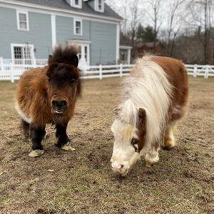 Ponies (seeing if you're still paying attention - Antranig)