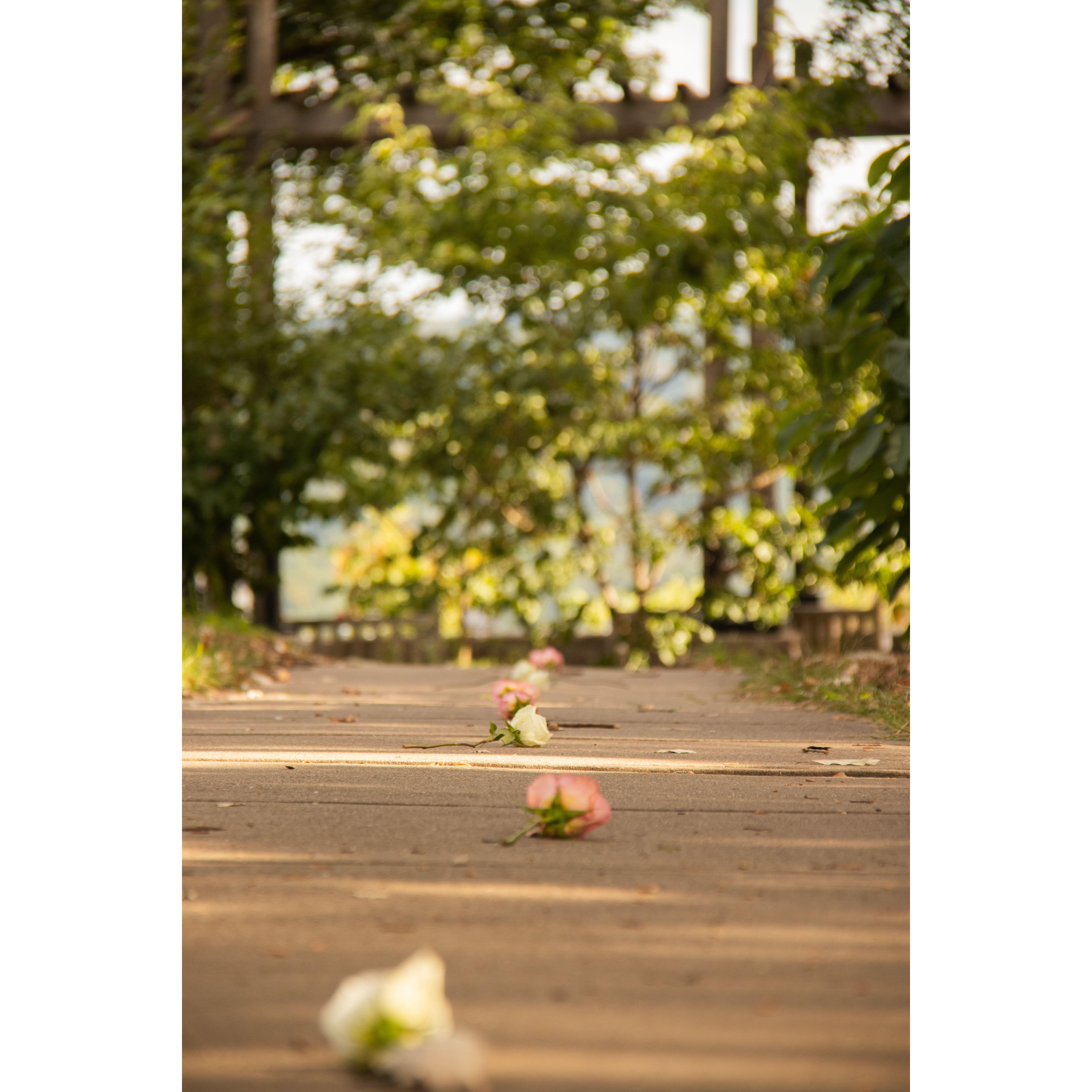 The lead up to the proposal site at Ault Park.