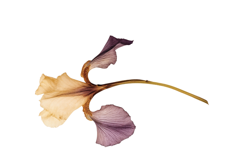 The Wedding Website of CAMILA RUSSI and SAMUEL ALVAREZ
