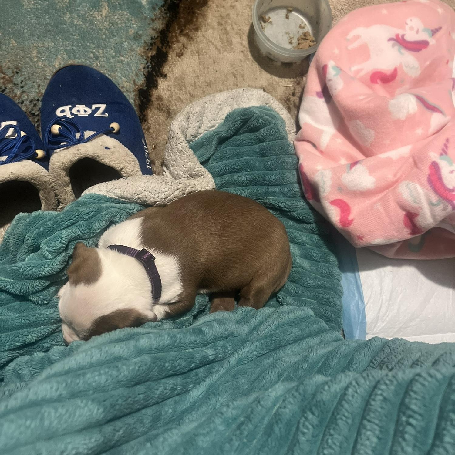 When Chloe was still very new to us and little