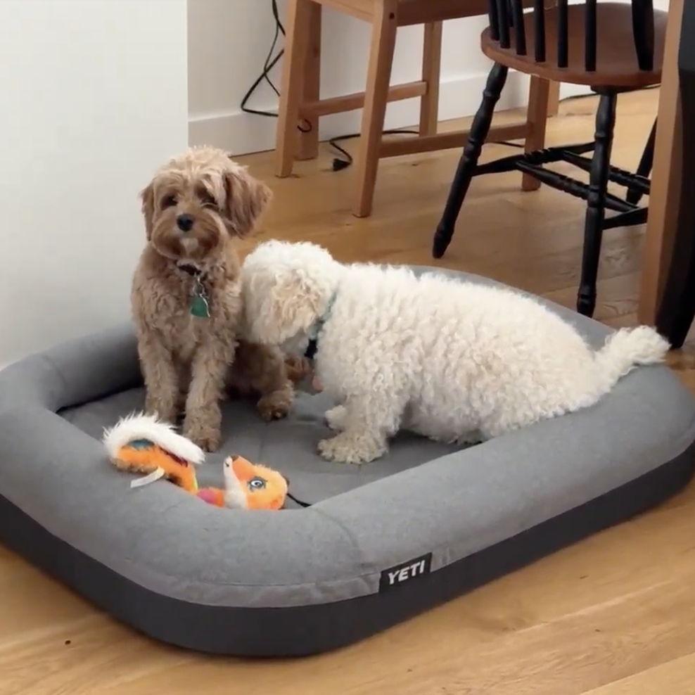 Cabbages was obsessed with Sunny. He would lick her armpits all day.