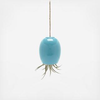 Hanging Air Plant Pod