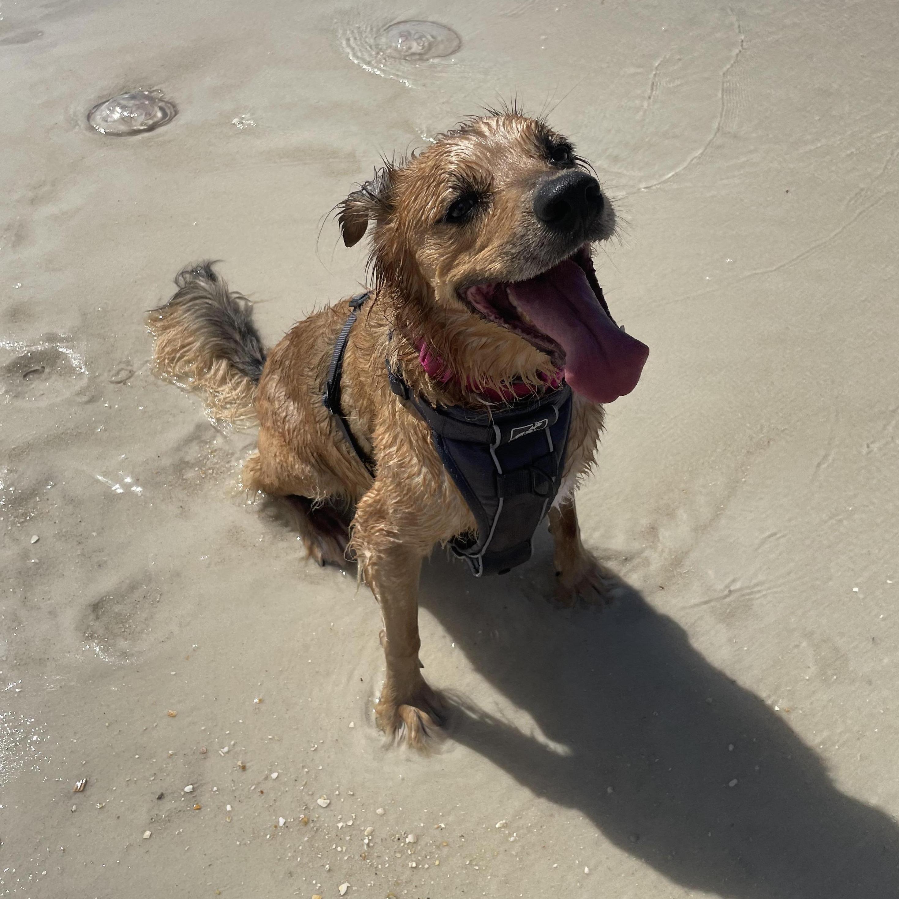 Vaughn on the beach in Florida!