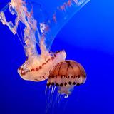 Monterey Bay Aquarium