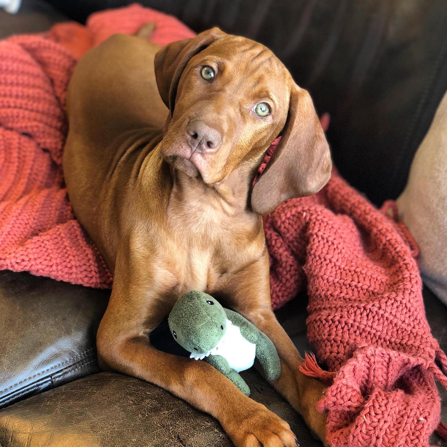 Hildy, Liz and Steve's furbaby