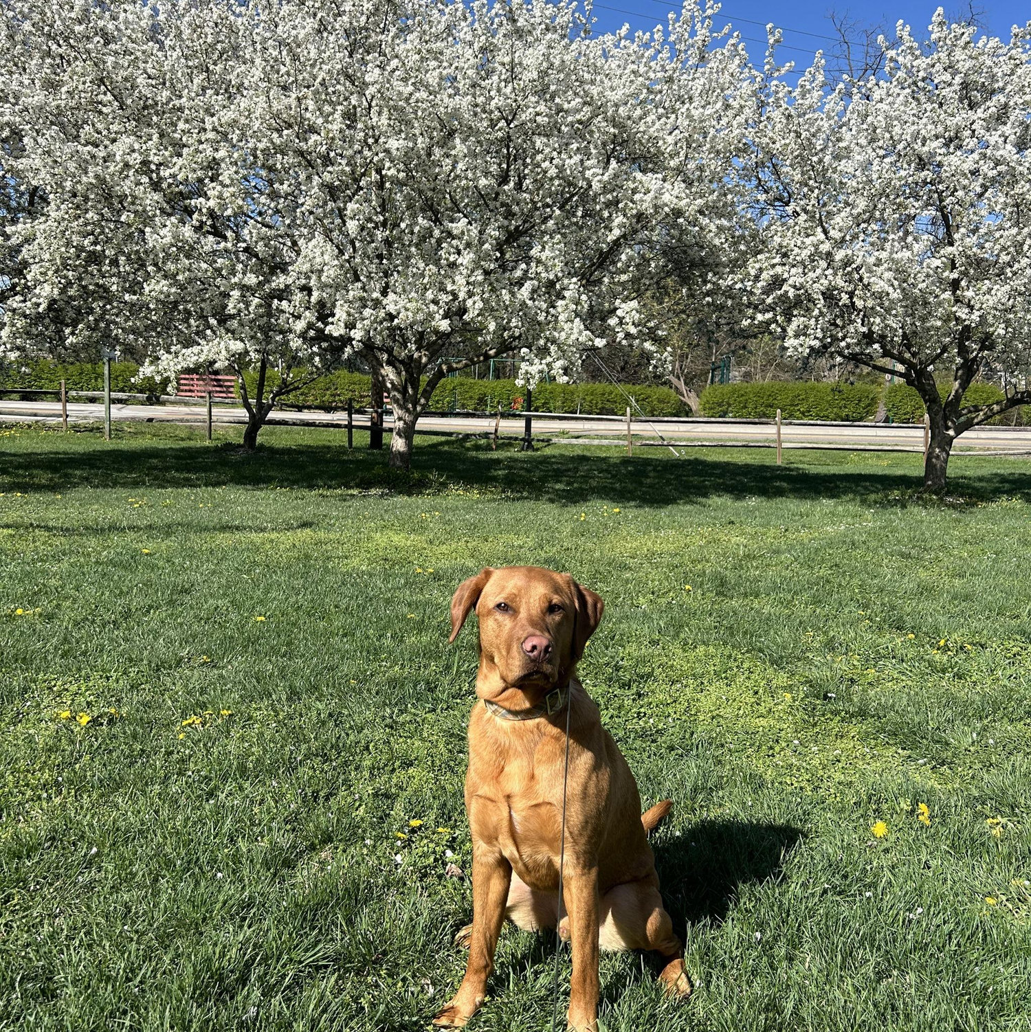 Our dog, Henry!