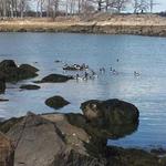 Cove Island