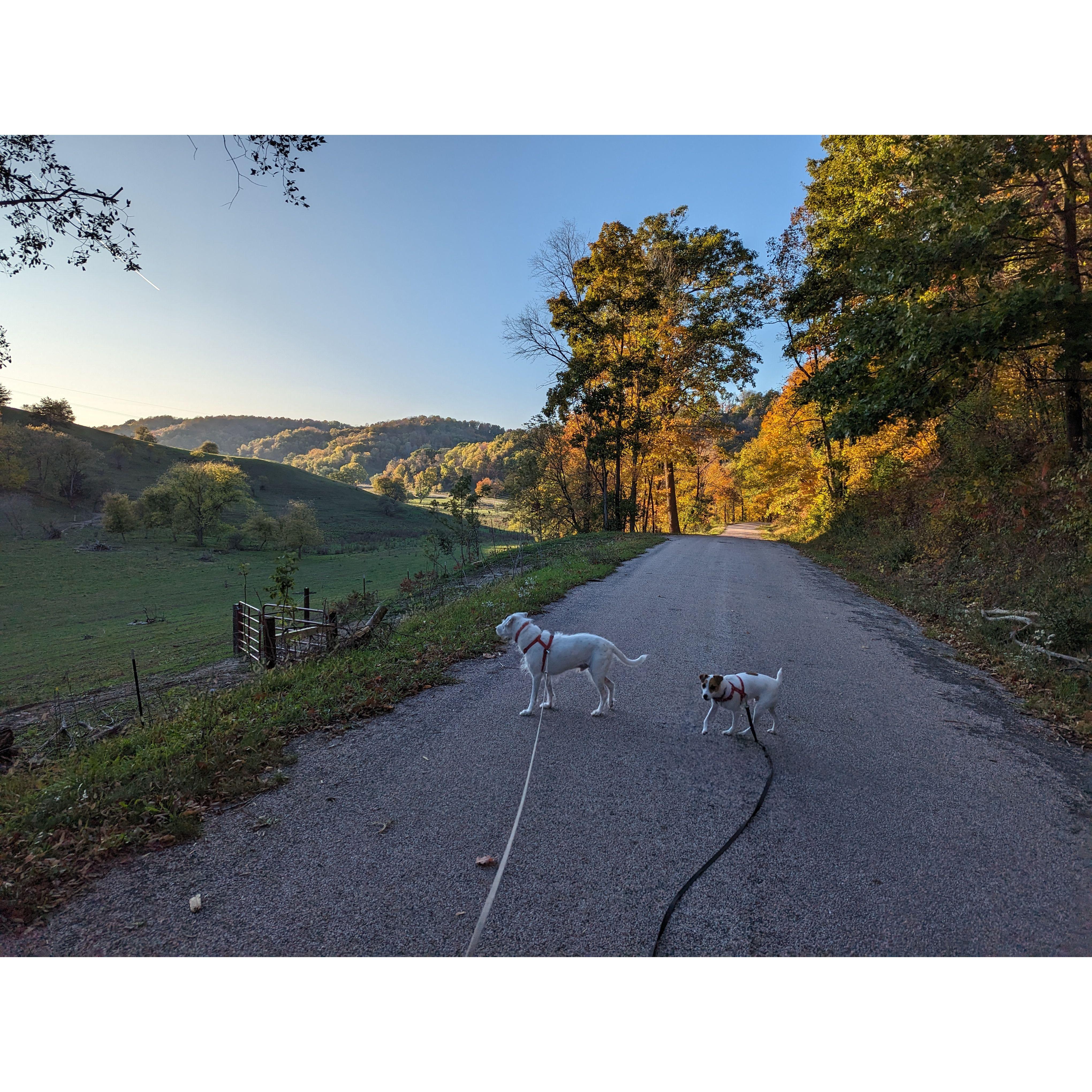 Evening walk with Bowie and Jack