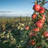 Apex Orchards