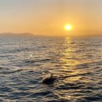 Sunset Kidd Sailing Cruises & Whale Watching