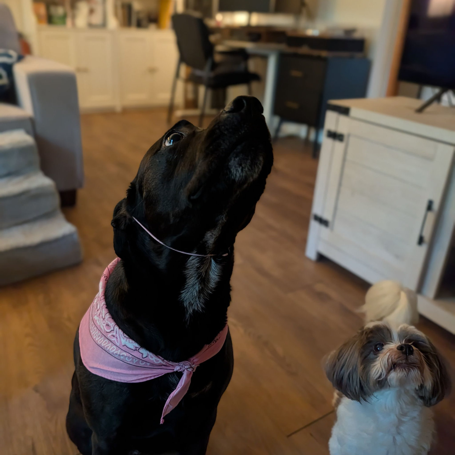Locked in for a treat