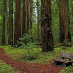 Hendy Woods State Park