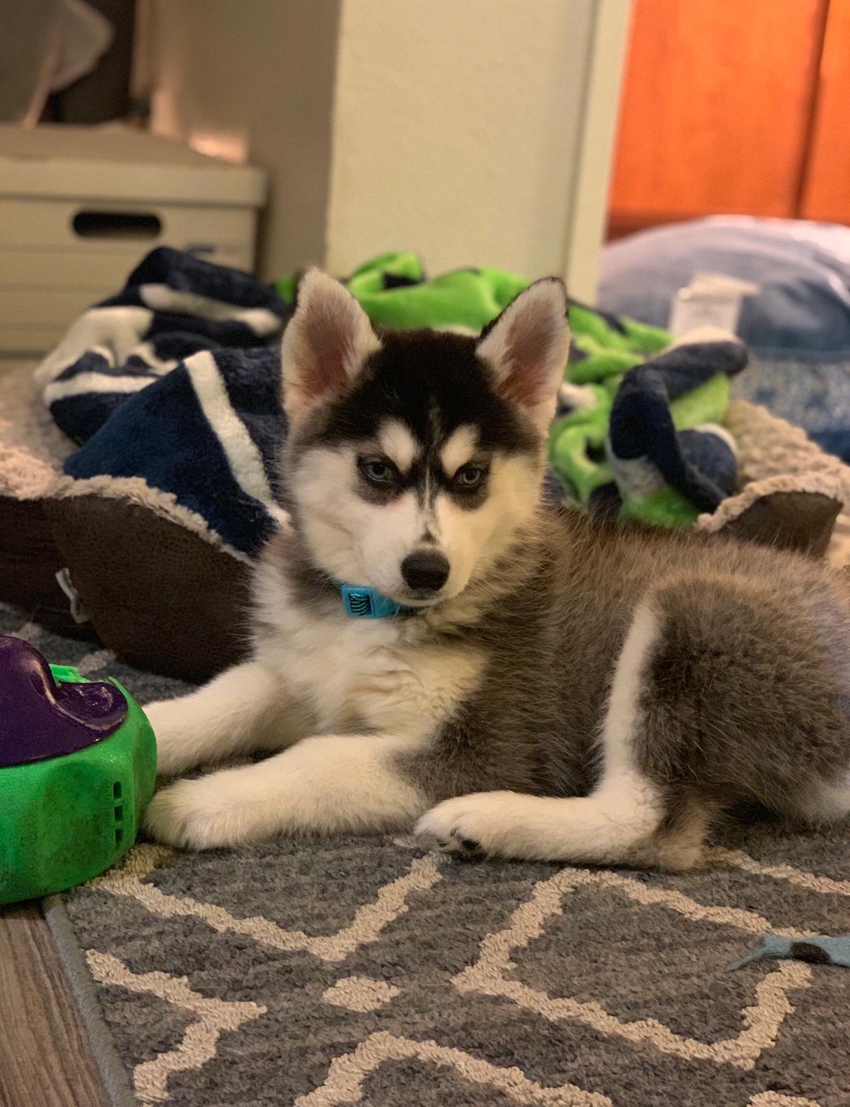 The first day we brought Andy home. What a surprise this little nugget was.