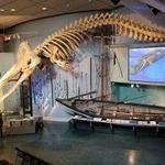 Whaling Museum